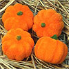 Mini Pumpkins - Miniature Pumpkins for Crafts - Halloween Decorations - Fall Decorations - 