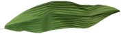 Tulip Leaves - Tulip Leaf - Artificial Leaves - Floral Greenery - Floral Leaves