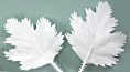 Artificial Maple Leaf - Unpainted White - -