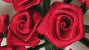 Ribbon Roses