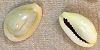 Cowrie Sea Shells