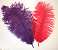Plume Feathers