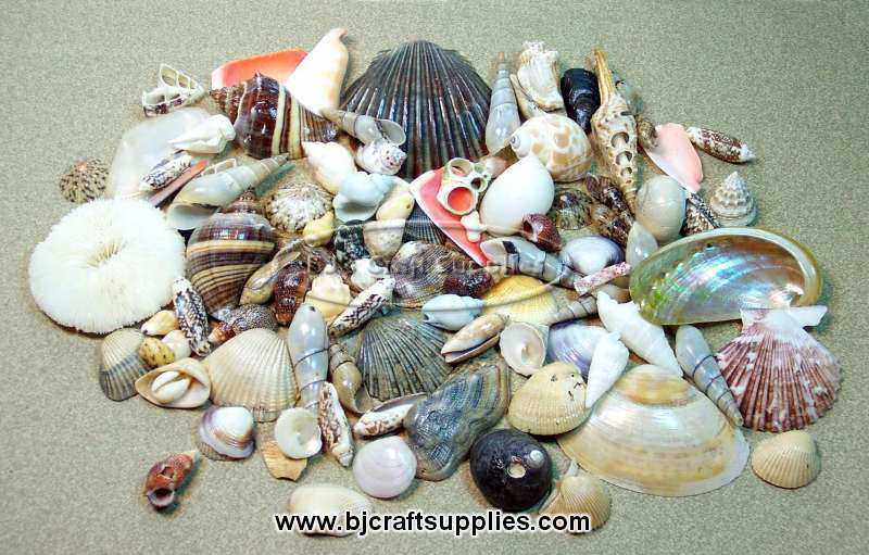 Assorted Sea Shells