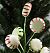 Peppermint Candies Pic - Peppermint Candies on Pic -