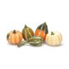 Assorted Gourds - Assorted - Fruits & Vegetables -