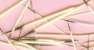 Porcupine Quills
