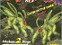 Glow-in-the-Dark Beaded Bug Kits