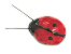 Lady Bugs
