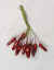 Lacquered Red Chili Peppers