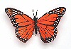 Feathered Monarch Butterflies - Orange - Feather Butterflies - Craft Monarch Butterflies - Craft Butterflies