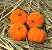 Mini Flocked Pumpkins -  -  - Artificial Food