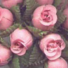 Rose Bud Bunch - Salmon Pink - Rose Bud Cluster -